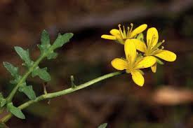 Image result for Rorippa nudiuscula