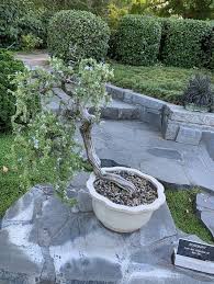 Image result for rosemary bonsai