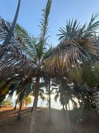 Image result for Acanthophoenix rubra