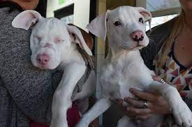 (tennyson street first friday artwalk open until 9:30ish p.m.) saturday 9:00 a.m. Cute Puppy Shares Inseparable Bond With Blind Deaf Sister People Com