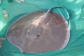 No one is sure how many giant stingrays are left, which habitats they prefer, or even if they ever venture into the ocean, where their more commonly. Giant Freshwater Stingray Gillhams Fishing Resorts