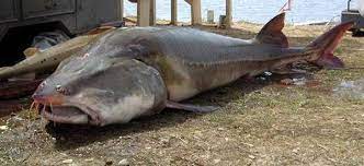 Top 10 Most Expensive Fish In The World Steemit