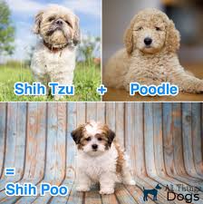 The good news is we have an article and some pictures about what you're looking for. Shih Poo Everything You Need To Know About A Shih Tzu Poodle Mix All Things Dogs All Things Dogs