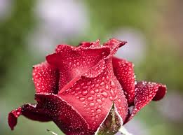 Check spelling or type a new query. Classical Music Inspired By Flowers Classic Fm