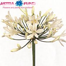 Agapanthus 'Bianca Perla'