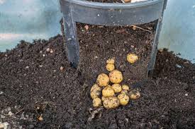 These thick plastic bags are reversible from black to white for a variety of applications and can be reused several times with sterilization. 11 Best Potato Planter Boxes Garden Tabs