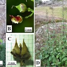 Image result for Antherothamnus