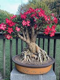 Image result for Adenium