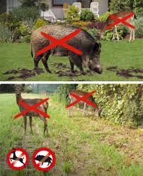 59 artikel zu tiere im garten. Rehe Im Garten Blog Gardigo