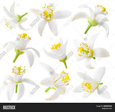 Discover white flowering trees that complement green leaves. Isolated Orange Image Photo Free Trial Bigstock