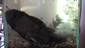 my huge 13 year old plecostomus fish