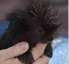 Orphaned Porcupine Is Being Raised By Wildlife Rehabilitators The Dodo In 2020 Funny Animal Pictures Super Cute Animals Cute Baby Animals