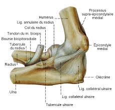 Les maladies qui peuvent toucher le coude sont nombreuses. Hyperextension Des Coudes Je Boude Part 1