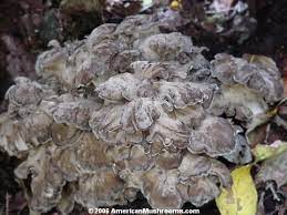 The scientific name of the mushroom is grifola frondosa, although it is also known as sheepshead, ramshead, or maitake. Hen Of The Woods Maitake Or Sheepshead Mushroom Grifola Frondosa Americanmushrooms Com