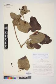 Image result for Ipomoea chloroneura