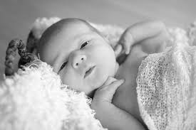 Lilies of the Field Photography