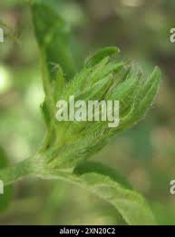 Image result for Justicia flava