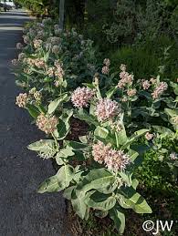 Image result for Asclepias adscendens