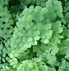 Image result for Adiantum patens