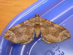 Image result for Pelurga comitata