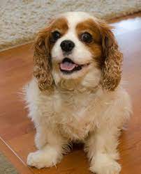 Cavalier Rescue Usa Tucker In Pacifica Ca King Charles Cavalier Spaniel Puppy Cavalier King Charles Dog Cavalier Rescue