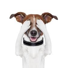 Does Dog Pee Damage Laminate Flooring Floors For Paws