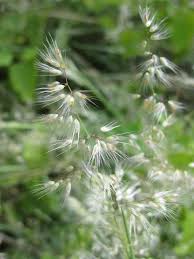 Image result for Tricholaena