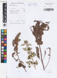 Image result for Mesosphaerum pectinatum