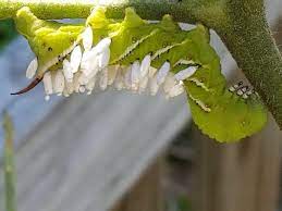 Save next year's tomatoes too. Tomato Hornworms And Parasitic Wasps