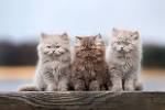 British Longhair Cats and Kittens for sale in the UK ...