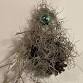 Air Plant Hanging Garden making at Coachwood Nursery
