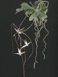 Image result for Aerangis stelligera