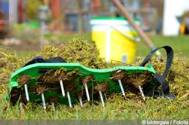 Die gräser werden nicht direkt befallen. Im Rasen Wachsen Braune Pilze Was Tun Bei Pilzbefall Gartendialog De