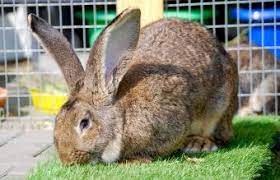 (some lines of fawns are notoriously late bloomers.) Flemish Giant Rabbit Lovetoknow