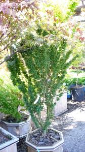 Shishigashira lions head japanese maple. Japanese Maples Lion S Head Japanese Maple Shishigashira 1 By Largosmom