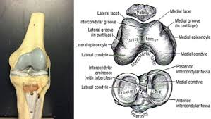 Locking and unlocking of the knee joint. Kinesiology Of The Knee Joint Sciencedirect