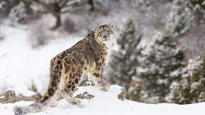 EXPERT COMMENT: Snow leopard 'rape': what was really going on? |  Northumbria University, Newcastle