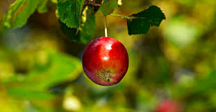 Seeds are the fertilized ovum of a tree, therefore when they are planted, a new tree is born. When It Comes To Fruit Trees It Also Takes Two To Tango Hsieh With You