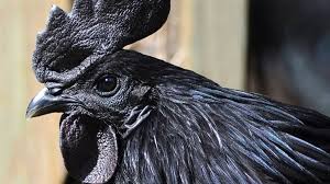 When you find a chicken bone hanging behind our door that means good luck or a voodoo thing to wear off bad spirit's. Indonesia S Jet Black Chickens Are The Dark Side Of Poultry