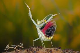 Wildlife photographer pang way shoots a lot from up close. Incredibly Beautiful Mantis Photography By Pang Way Design Swan