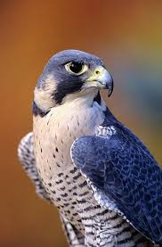 Peregrine Falcon Birds Of Prey Animals Peregrine Falcons Are Stupid Fast Falcao Peregrino Aves Belas Aves De Rapina