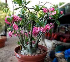 Image result for Erucastrum arabicum