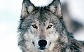 Aug 13, 2015 · rated 5 out of 5 by onefeather from great graphics love the wolves. Free Wallpaper Free Animal Wallpaper Wolf Wallpaper