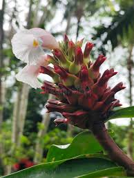 Image result for Costaceae