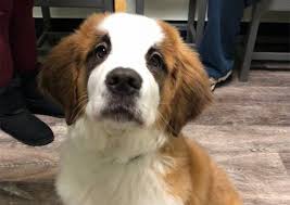 Match made on care.com every 3 minutes, so find your perfect pet care provider today. Austintown Veterinary Clinic Youngstown Veterinarians