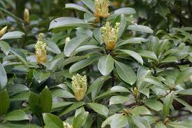 Image result for Ixora longipedunculata