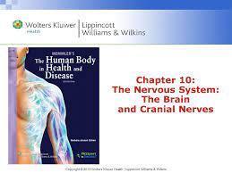 Chapter 10 The Nervous System The Brain And Cranial Nerves Ppt Video Online Download
