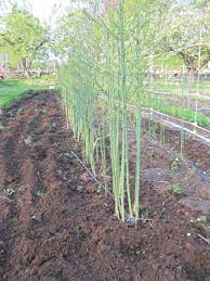 Mine was from the nursery, but it didn't have those little asparagus baby buds like yours did in the picture. Growing Vegetables Asparagus Unh Extension