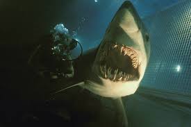 Susan mcalester genetically engineers three mako sharks. Blog Ben Weatherill