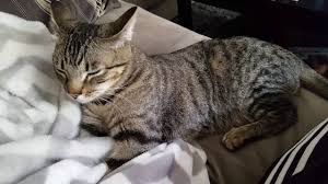 Résultat de recherche d'images pour "catflexing"